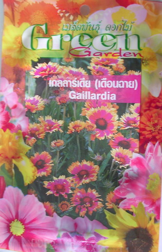 เมล็ด ดอกเกลลาร์เดีย (เดือนฉาย) - Gaillardia รูปที่ 1