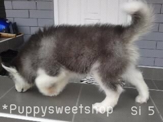  PS*>>(( Siberian husky พร้อม ขาย ด้วย คุณภาพ พ่อ-แม่ นำเข้า ราคา สุดคุ้ม ))<< รูปที่ 4