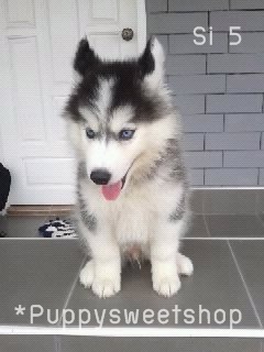  PS*>>(( Siberian husky พร้อม ขาย ด้วย คุณภาพ พ่อ-แม่ นำเข้า ราคา สุดคุ้ม ))<< รูปที่ 2