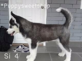  PS*>>(( Siberian husky พร้อม ขาย ด้วย คุณภาพ พ่อ-แม่ นำเข้า ราคา สุดคุ้ม ))<< รูปที่ 7
