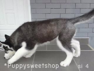  PS*>>(( Siberian husky พร้อม ขาย ด้วย คุณภาพ พ่อ-แม่ นำเข้า ราคา สุดคุ้ม ))<< รูปที่ 6
