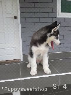  PS*>>(( Siberian husky พร้อม ขาย ด้วย คุณภาพ พ่อ-แม่ นำเข้า ราคา สุดคุ้ม ))<< รูปที่ 5