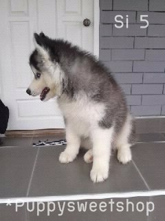  PS*>>(( Siberian husky พร้อม ขาย ด้วย คุณภาพ พ่อ-แม่ นำเข้า ราคา สุดคุ้ม ))<< รูปที่ 3