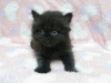 รูปย่อ ขายลูกแมวเปอร์เซียสีดำ และสีกระดองเต่า  รูปที่2