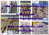 รูปย่อ ผลิตพร้อมจำหน่าย ขายส่ง อาหารทะเลแห้ง และแปรรูป ( กุ้งแกะสด,กุ้งแห้ง,หนังปลาแซลมอนทอดกรอบ ) รูปที่4