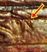 รูปย่อ เสือเสาร์ ๕ หลวงพ่อสุนทร วัดหนองสะเดา สระบุรี รูปที่3