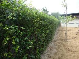 ขายต้นไผ่ รูปที่ 4