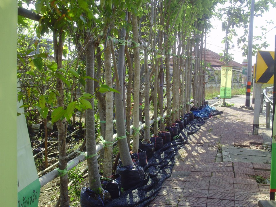 ไม้ไห้ร่มเงา รูปที่ 2