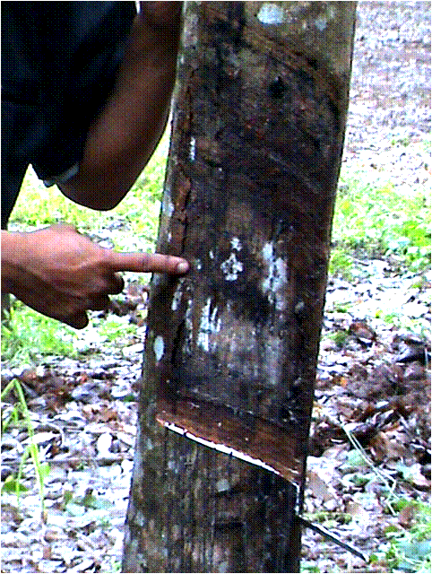 สารชีวอินทรีย์ภูตะวันเพิมปริมาณน้ำยางพารา