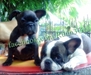 รูปย่อ ขายลูกFrench Bulldogเพศผู้หลานไทยแชมป์ รูปที่5