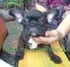 รูปย่อ ขายลูกFrench Bulldogเพศผู้หลานไทยแชมป์ รูปที่6