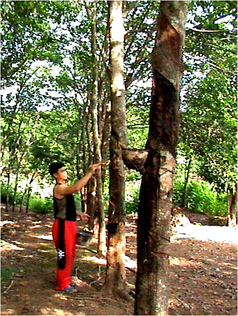 สารชีวอินทรีย์ภูตะวันเพิมปริมาณน้ำยางพารา