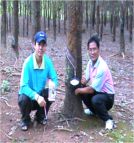 สารกำจัดและรักษาโรคราดำราใส้ดำ,สารรักษาโรคยางหน้าตายยางตายนึ้ง,สารเพิ่มน้ำยางให้มากขึ้น,สารเพิ่มความสมบูรณ์ให้กับต้นยาง รูปที่ 5