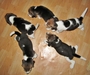 รูปย่อ Sell:ลูกสุนัขบีเกิ้ลBegle3สีพันธุ์แท้.พ่อ/แม่พันธุ์Sideเล็ก สวยๆ มีเพียง8ตัวครับ >o<อายุ1เดือน รูปที่6