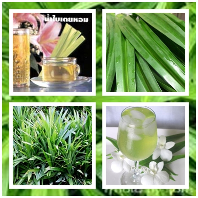 Thai Herbal Drink… จำหน่ายน้ำสมุนไพรไทยคุณภาพ รูปที่ 7