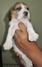 รูปย่อ Sell:ลูกสุนัขบีเกิ้ลBegle3สีพันธุ์แท้.พ่อ/แม่พันธุ์Sideเล็ก สวยๆ มีเพียง8ตัวครับ >o<อายุ1เดือน รูปที่2