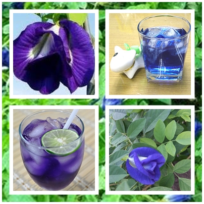 Thai Herbal Drink… จำหน่ายน้ำสมุนไพรไทยคุณภาพ รูปที่ 2
