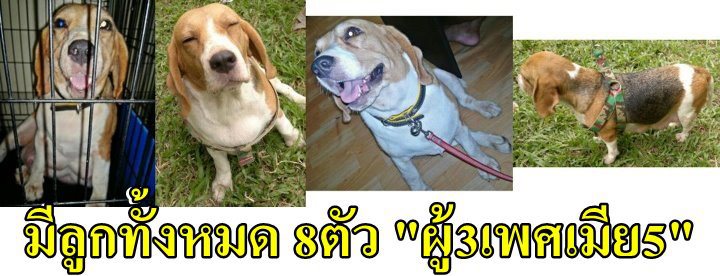 Sell:ลูกสุนัขบีเกิ้ลBegleพันธุ์แท้3สี.พ่อ/แม่พันธุ์Sideเล็ก คอกนี้มี8ตัว/อายุ1เดือน รูปที่ 6
