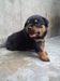 รูปย่อ ขายลูกสุนัขร๊อตไวเลอร์ สายพันธุ์เยอรมัน เกิดวันที่ 29 พ.ค. 2555 รูปที่3