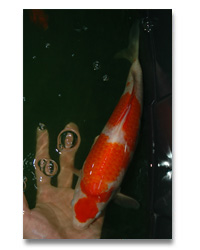 >>> Update 16 07 55 โคฮากุ วัยน่ารัก ขนาด14 cm. <<< รูปที่ 4