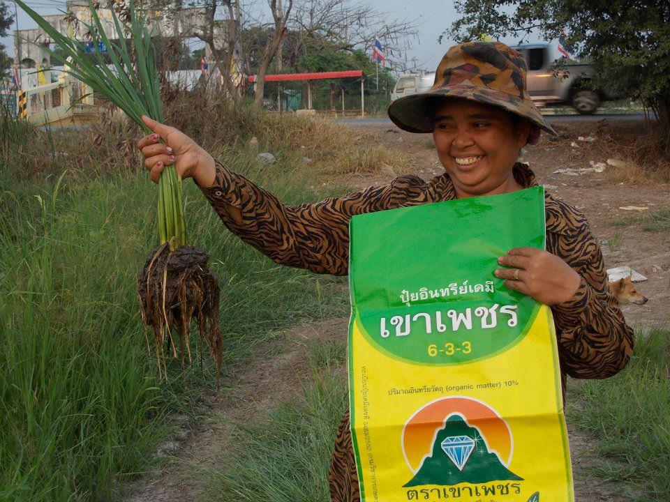  ปุ๋ยอินทรีย์เคมีเขาเพชร ผลิตจากมูลค้างคาวแท้ มีธาตุอาหาร 13ชนิดที่พืชต้องการ รูปที่ 3