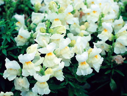 เมล็ดพันธ์ไม้ดอก รูปที่ 5