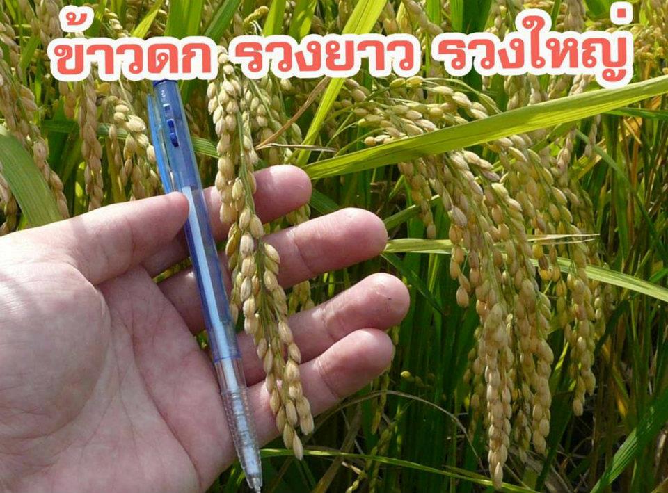  ปุ๋ยอินทรีย์เคมีเขาเพชร ผลิตจากมูลค้างคาวแท้ มีธาตุอาหาร 13ชนิดที่พืชต้องการ รูปที่ 6