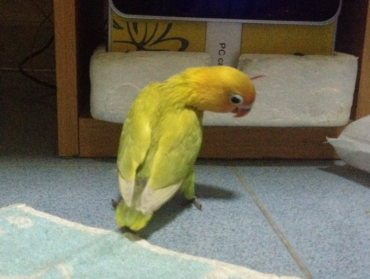 ขาย....เลิฟเบิร์ด ขอบ น่ารัก เชื่องๆ เล่นได้ จับได้ สีสวย... รูปที่ 5