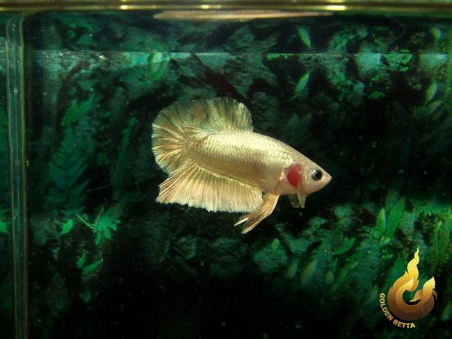 ปลากัดทอง Goldenbetta ลุงอ๋า ปากน้ำ www.goldenbetta.com รูปที่ 5