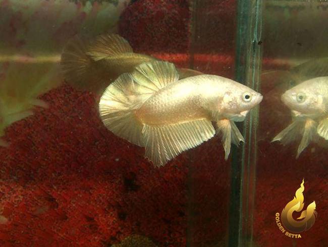 ปลากัดทอง Goldenbetta ลุงอ๋า ปากน้ำ www.goldenbetta.com รูปที่ 2