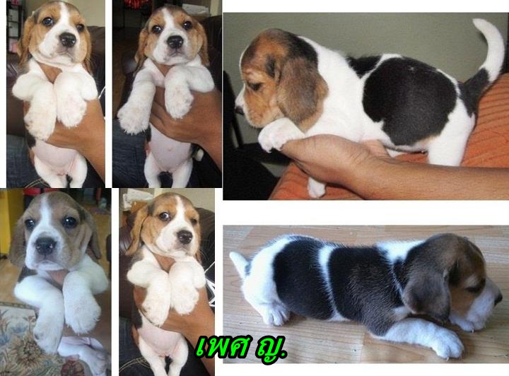 Sell:ลูกสุนัขบีเกิ้ลBegle* มี 3ตัว/อายุ1เดือน Sideพ่อ12/Sideแม่พันธุ์13นิ้วแท้สวย รูปที่ 1