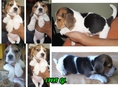 Sell:ลูกสุนัขบีเกิ้ลBegle* มี 3ตัว/อายุ1เดือน Sideพ่อ12/Sideแม่พันธุ์13นิ้วแท้สวย