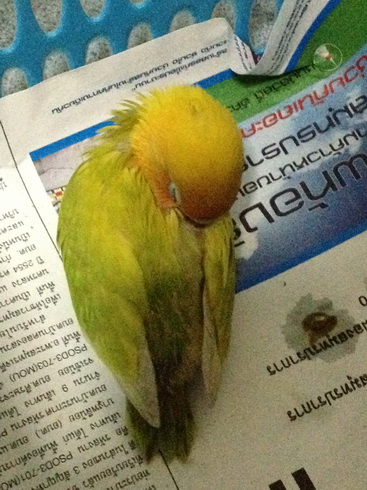 ขาย....เลิฟเบิร์ด ขอบ น่ารัก เชื่องๆ เล่นได้ จับได้ สีสวย... รูปที่ 4