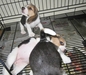 รูปย่อ Sell:ลูกสุนัขบีเกิ้ลBegle* มี 3ตัว/อายุ1เดือน Sideพ่อ12/Sideแม่พันธุ์13นิ้วแท้สวย รูปที่4