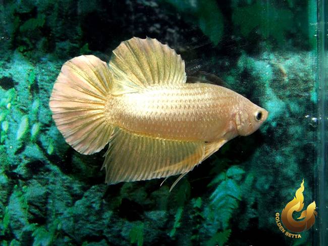 ปลากัดทอง Goldenbetta ลุงอ๋า ปากน้ำ www.goldenbetta.com รูปที่ 7