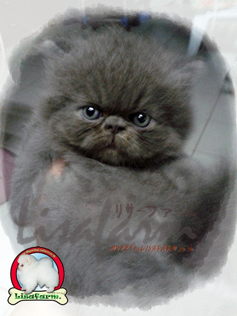 ลูกหิมาลายัน เพศผู้ สีเทา เกิด 8 มิย 55 รูปที่ 4