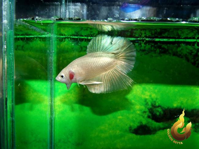 ปลากัดทอง Goldenbetta ลุงอ๋า ปากน้ำ www.goldenbetta.com รูปที่ 4