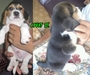 รูปย่อ Sell:ลูกสุนัขบีเกิ้ลBegle* มี 3ตัว/อายุ1เดือน Sideพ่อ12/Sideแม่พันธุ์13นิ้วแท้สวย รูปที่3