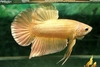 รูปย่อ ปลากัดทอง Goldenbetta ลุงอ๋า ปากน้ำ www.goldenbetta.com รูปที่1