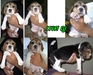 รูปย่อ Sell:ลูกสุนัขบีเกิ้ลBegle* มี 3ตัว/อายุ1เดือน Sideพ่อ12/Sideแม่พันธุ์13นิ้วแท้สวย รูปที่2