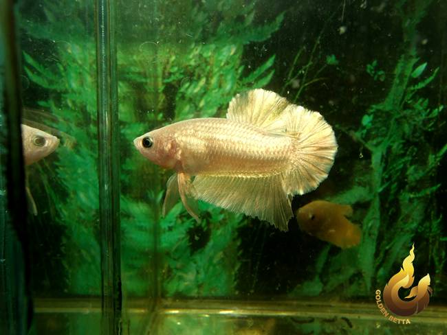 ปลากัดทอง Goldenbetta ลุงอ๋า ปากน้ำ www.goldenbetta.com รูปที่ 6