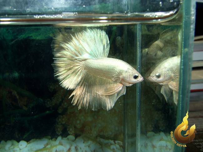 ปลากัดทอง Goldenbetta ลุงอ๋า ปากน้ำ www.goldenbetta.com รูปที่ 3