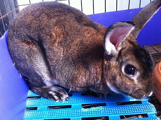 ขาย HL Minirex ราคาไม่แรง รูปที่ 5