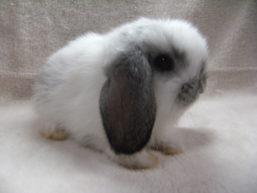 จำหน่ายกระต่ายทุกสายพันธุ์ ทั้งปลีกและส่ง Holland lop 100% ฟอร์มสวย ราคาถูก รูปที่ 1