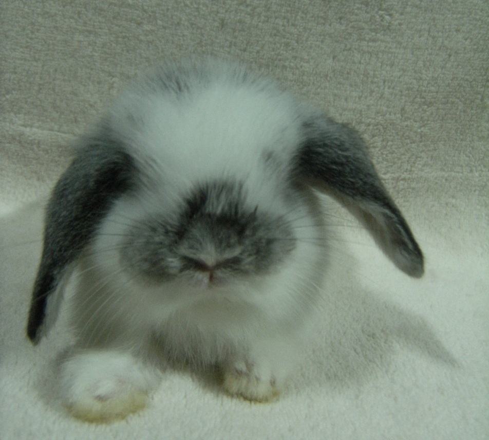จำหน่ายกระต่ายทุกสายพันธุ์ ทั้งปลีกและส่ง Holland lop 100% ฟอร์มสวย ราคาถูก รูปที่ 3