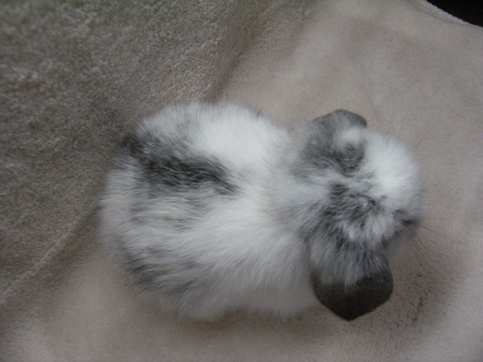 จำหน่ายกระต่ายทุกสายพันธุ์ ทั้งปลีกและส่ง Holland lop 100% ฟอร์มสวย ราคาถูก รูปที่ 4