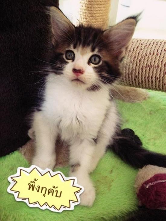 ขายลูกแมวเมนคูน แมวยักษ์ใหญ่ (Maincoon cat) น้องแมวเกิด 29 พค. 55 สายพันธุ์แท้ พร้อมทำใบรับรอง CFA จากอเมริกา รูปที่ 3