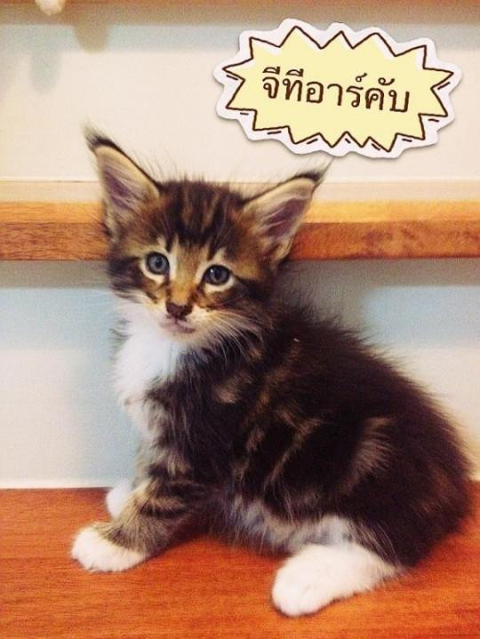 ขายลูกแมวเมนคูน แมวยักษ์ใหญ่ (Maincoon cat) น้องแมวเกิด 29 พค. 55 สายพันธุ์แท้ พร้อมทำใบรับรอง CFA จากอเมริกา รูปที่ 5