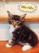 รูปย่อ ขายลูกแมวเมนคูน แมวยักษ์ใหญ่ (Maincoon cat) น้องแมวเกิด 29 พค. 55 สายพันธุ์แท้ พร้อมทำใบรับรอง CFA จากอเมริกา รูปที่4