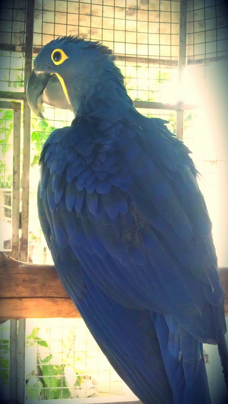 ขายลูกMacow : Catalina,Harlequin,Blue&Gold,Hyacinth รูปที่ 5